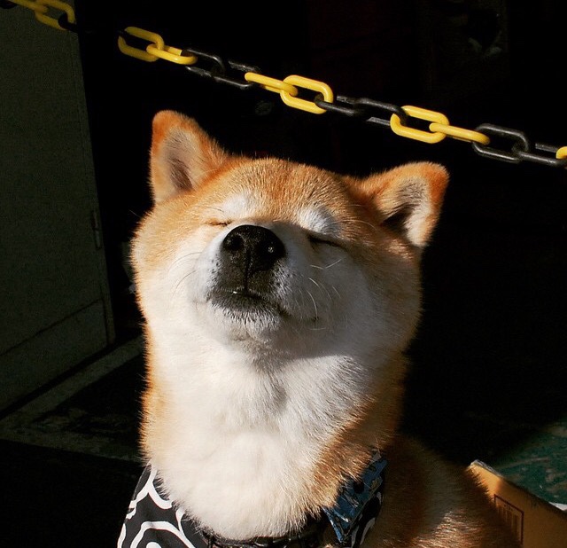 伊朗队教练:我们把沙漠经验带进了雪地,伊朗队队长