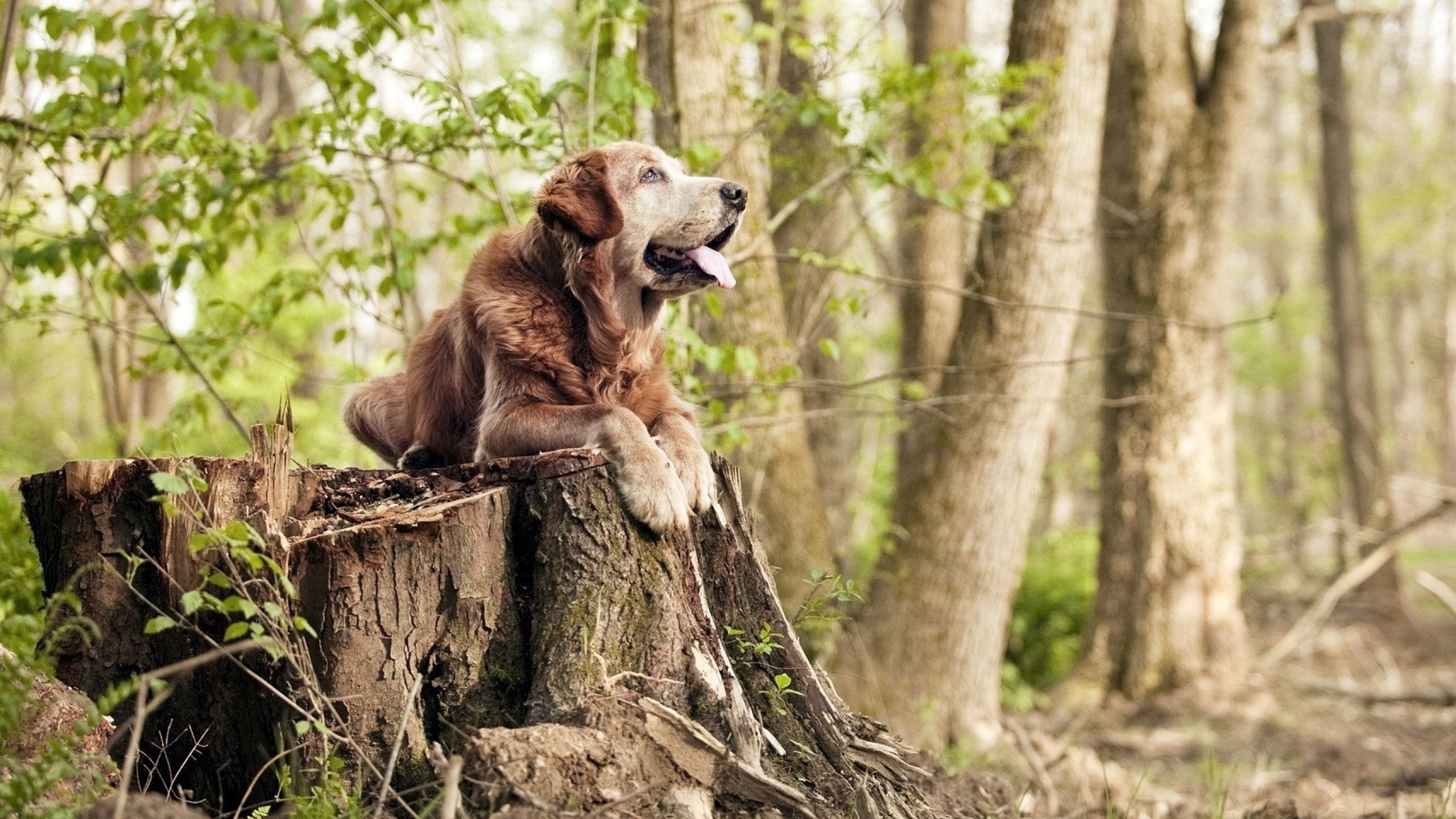 公牛完封湖人，关键一役中德罗赞锁死对手，公牛对湖人总决赛视频
