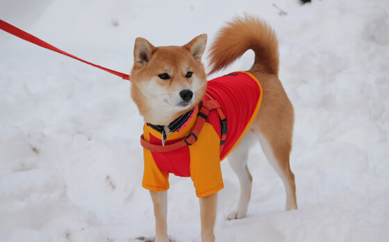 捷克队在大赛中蓄势待发,以胜利回应质疑,捷克队战绩