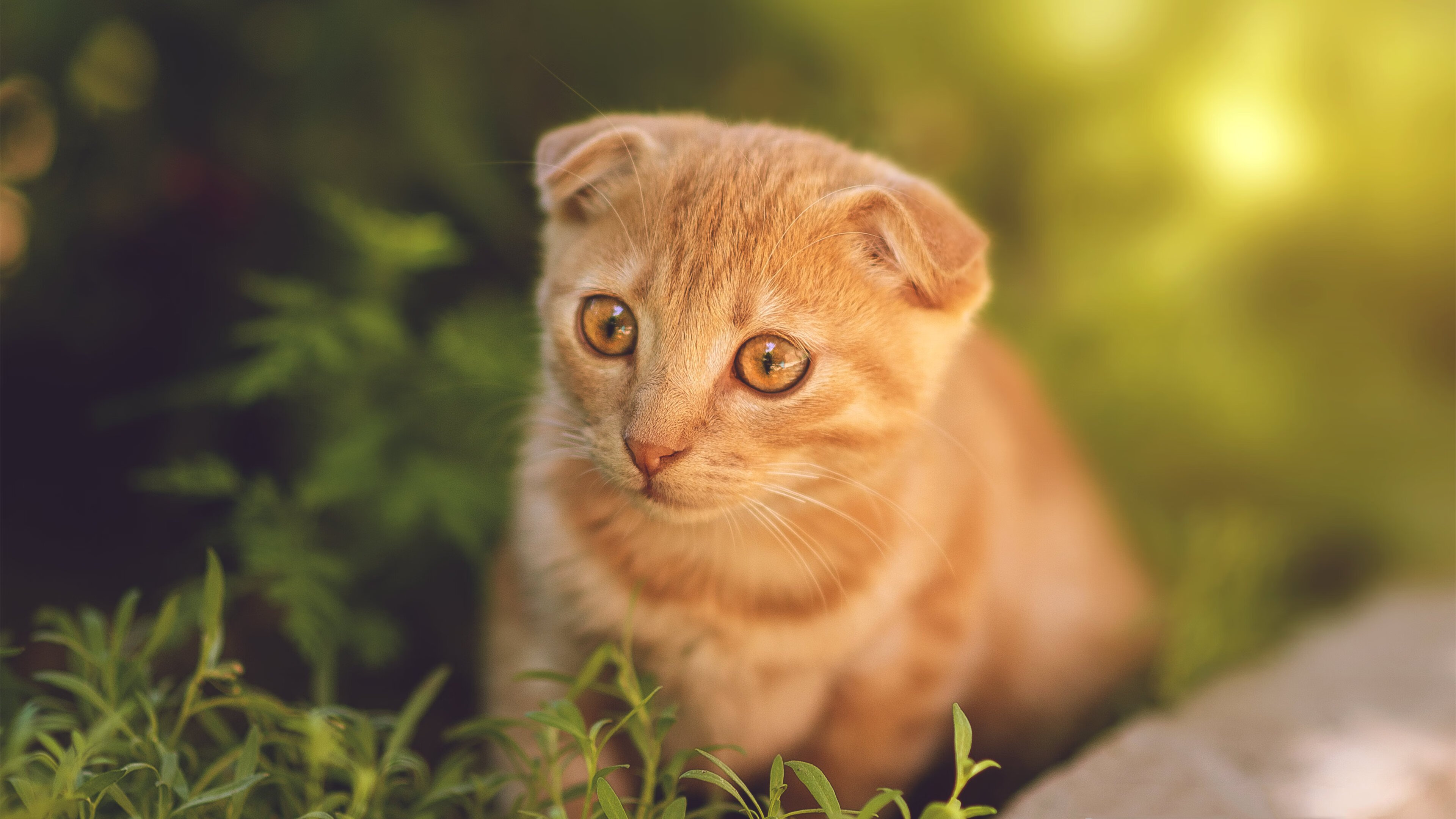 开云入口-米兰队长续约成功，米兰历代队长