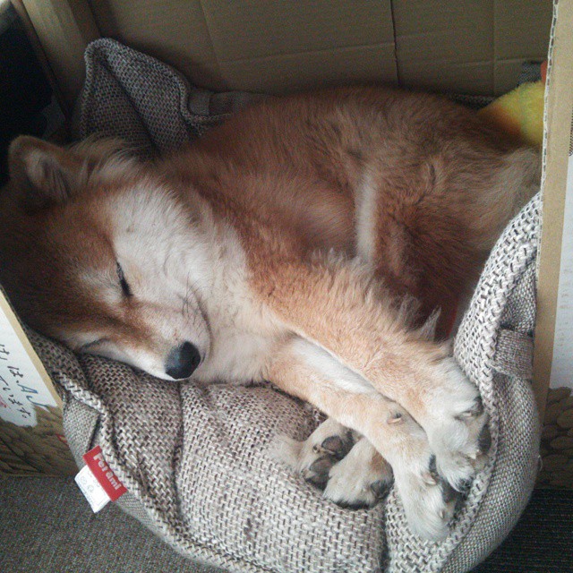 罗马进攻端多点开花，进攻罗马的将军