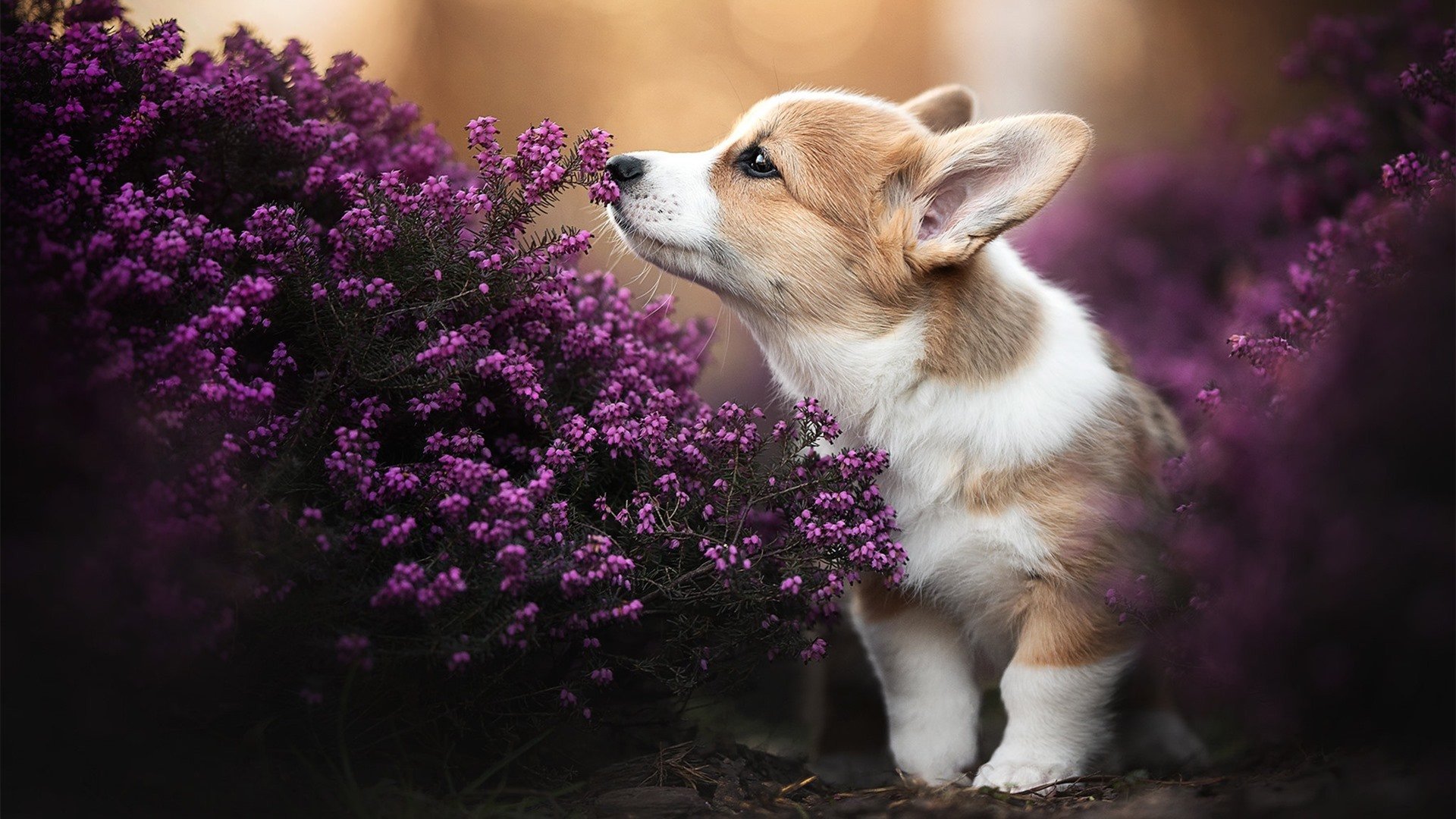 kaiyun中国官方网站-韩国芯片企业加强全球布局，韩国的芯片企业