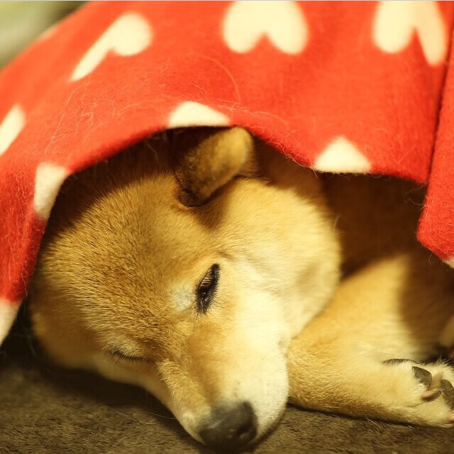 世界青少年趣味篮球赛在深圳火热进行,青春燃动篮球梦,青少年篮球赛事