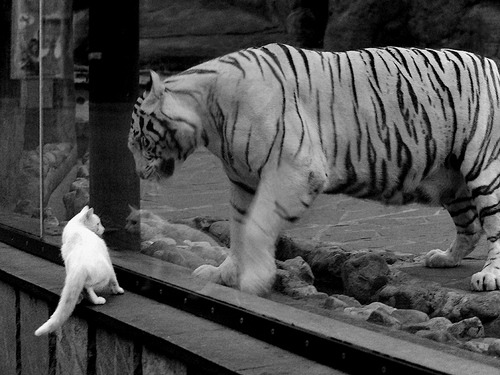 Kaiyun官方登录入口-世俱杯：现场直击比赛氛围与观众反应，世俱杯 赛制