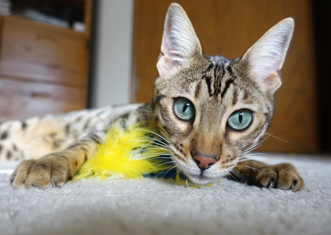 中国足球门将出击时机选择模型优化，中国足球门将出击时机选择模型优化方案