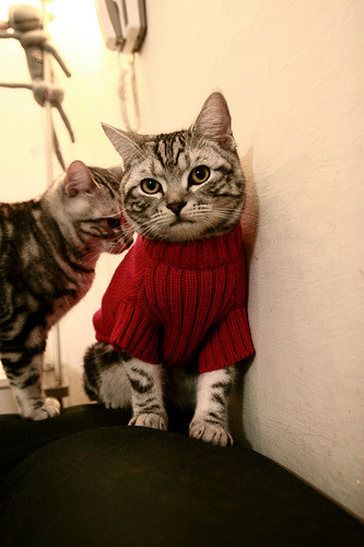 全国青少年铁人赛青岛站环节顺利完成,铁人杯全国竞走