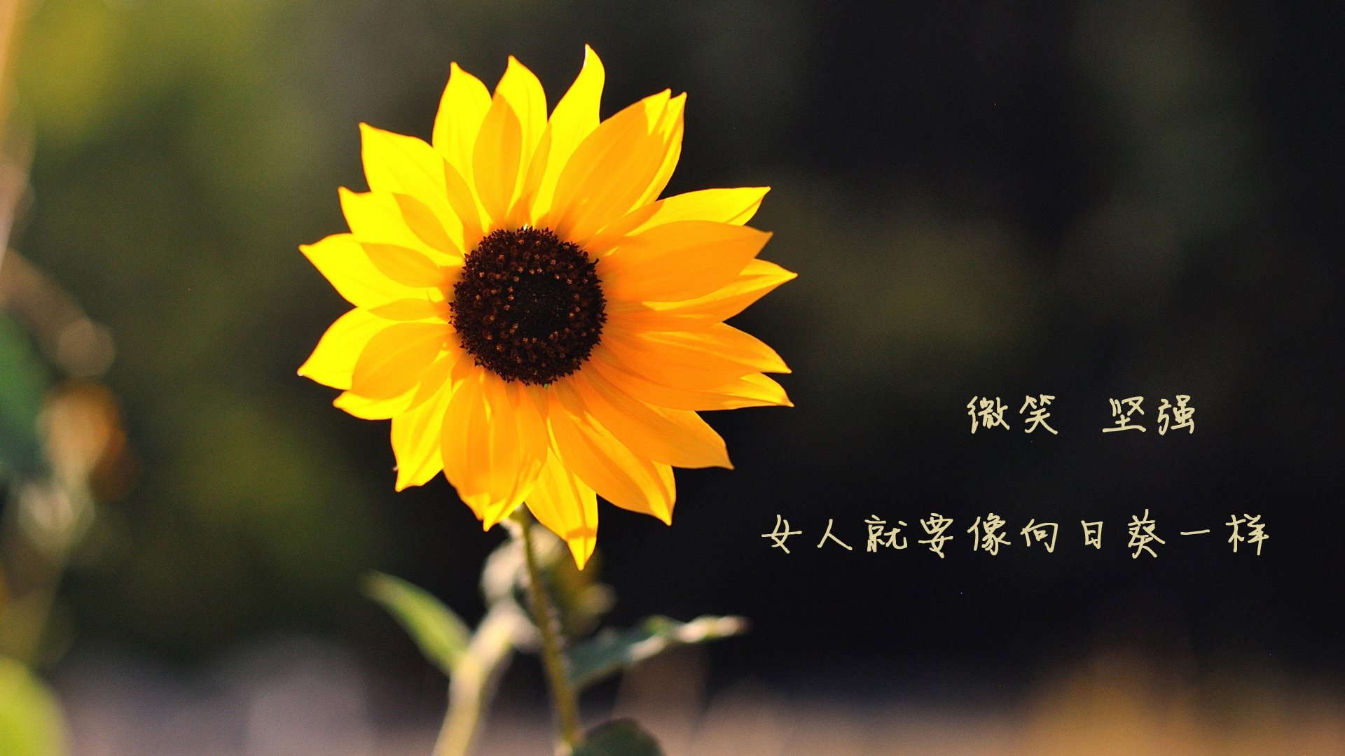 kaiyun官方网站-三年内中国选手后50米冲刺划频提高10%，50米冲刺成绩