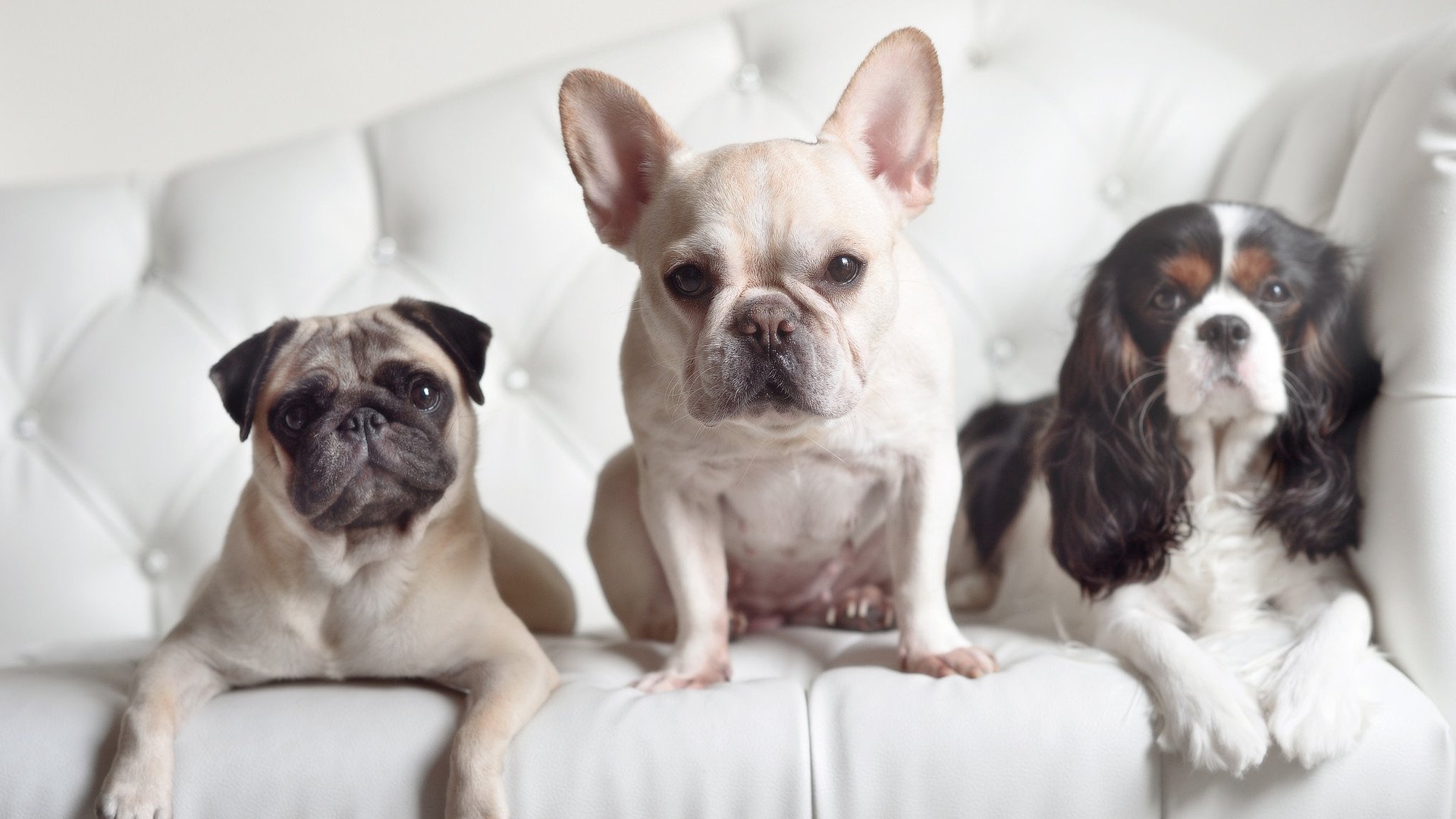 伤病名单引发球队紧急调整,球员伤病图