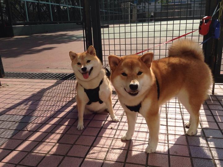 印度队未来展望：如何通过大数据和人工智能提升选手水平，印度国家队