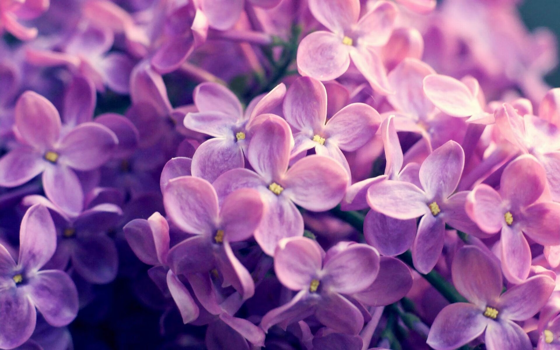 未来展望:德国队在国际乒联混合团体世界杯中的发展目标与任务