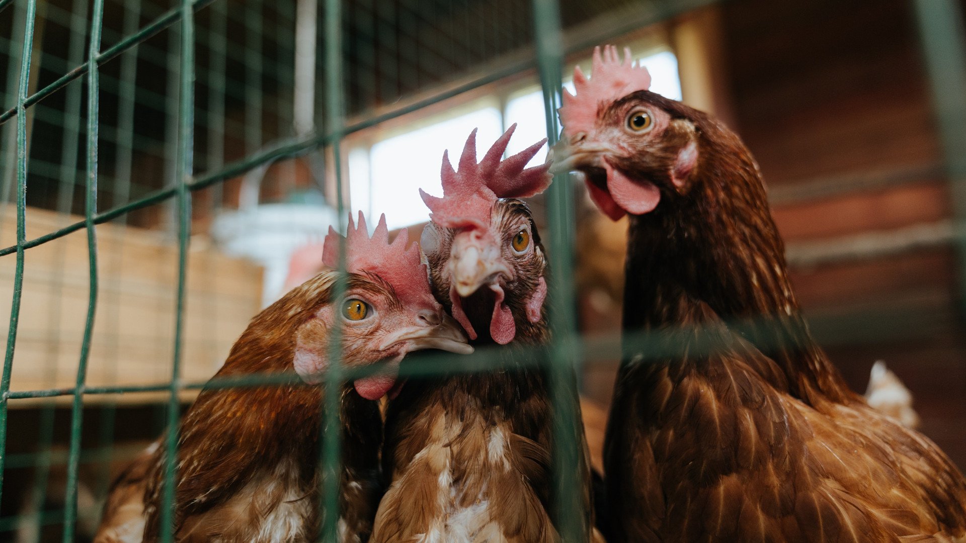 高节奏阵容在体能消耗控制上应如何调配,体感节奏战
