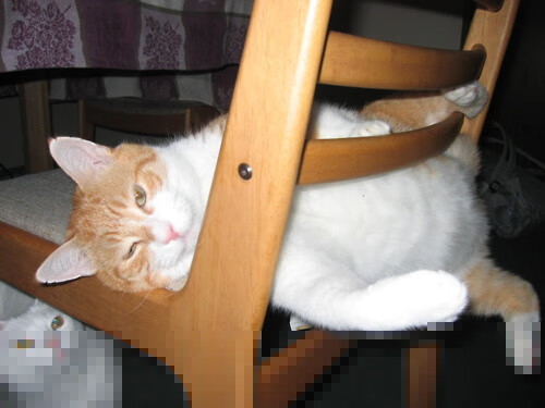 切拉苏奥洛蓄势待发 期待下一个突破，切洛拉高足球俱乐部