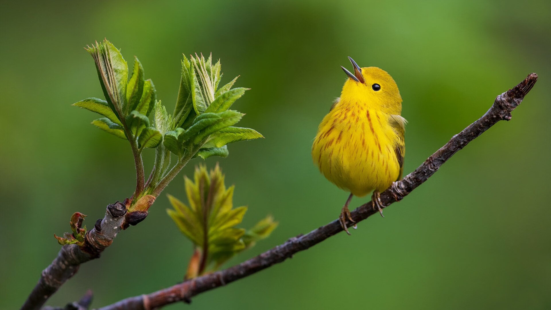 独行侠推广环保公益计划获得嘉奖，独行侠海报