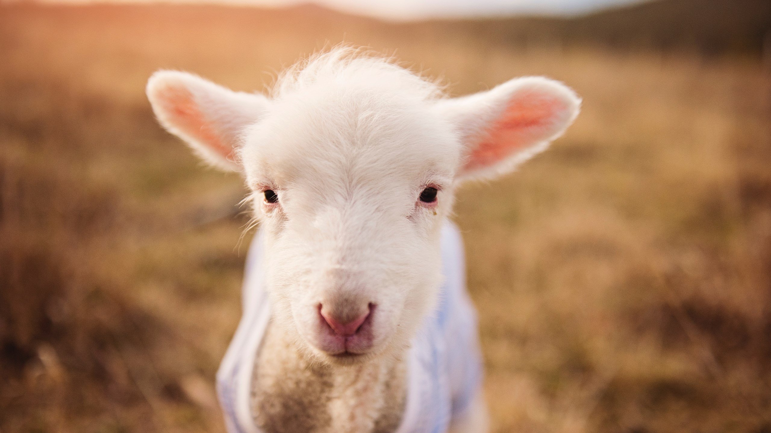 篮球城市联赛常态化运营提升区域间竞技交流合作质量，篮球赛事运营方案