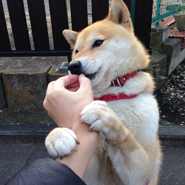 美洲杯明星奋战：个人突破助球队登顶！，美洲杯人员名单